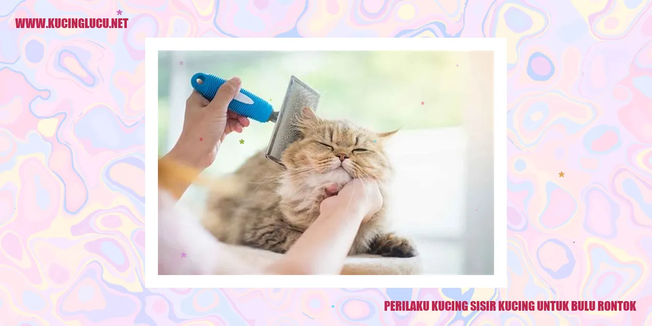 Kucing merawat bulu rontok