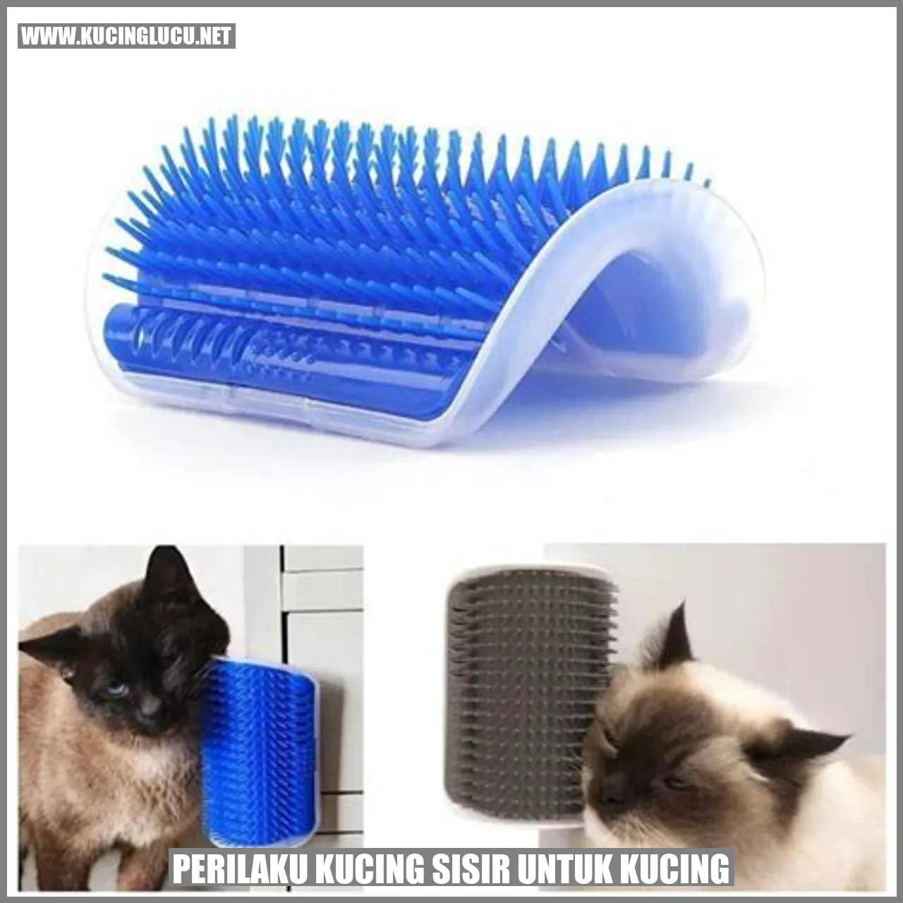 Perilaku Kucing Sisir untuk Kucing