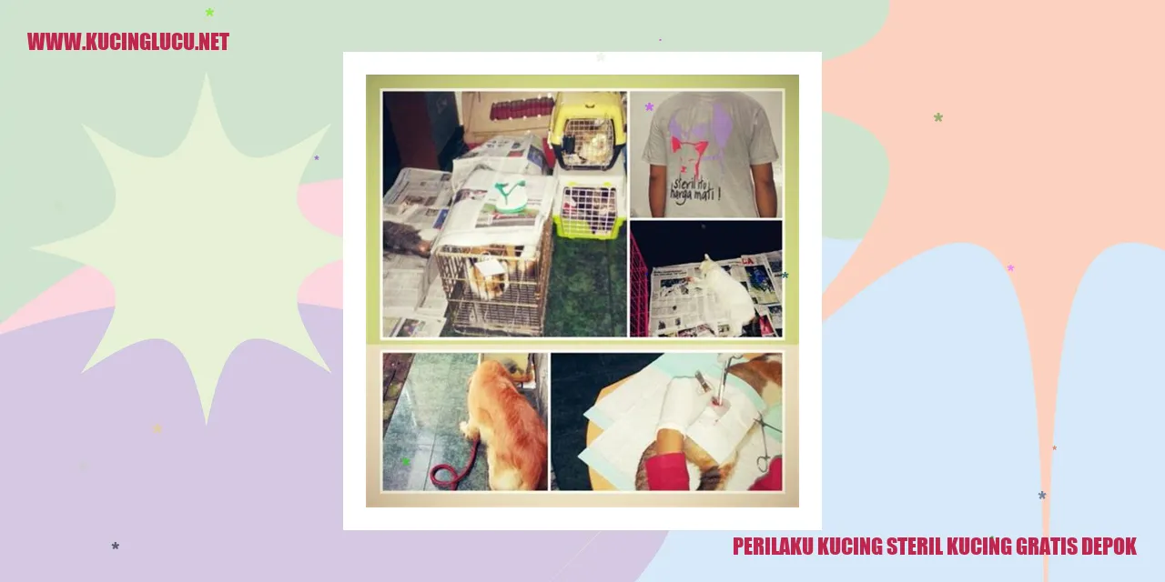Perilaku Kucing Steril Kucing Gratis Depok