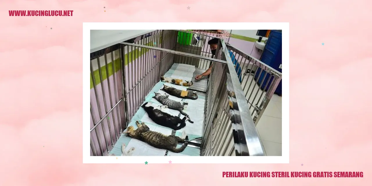 Perilaku Kucing Steril Kucing Gratis Semarang