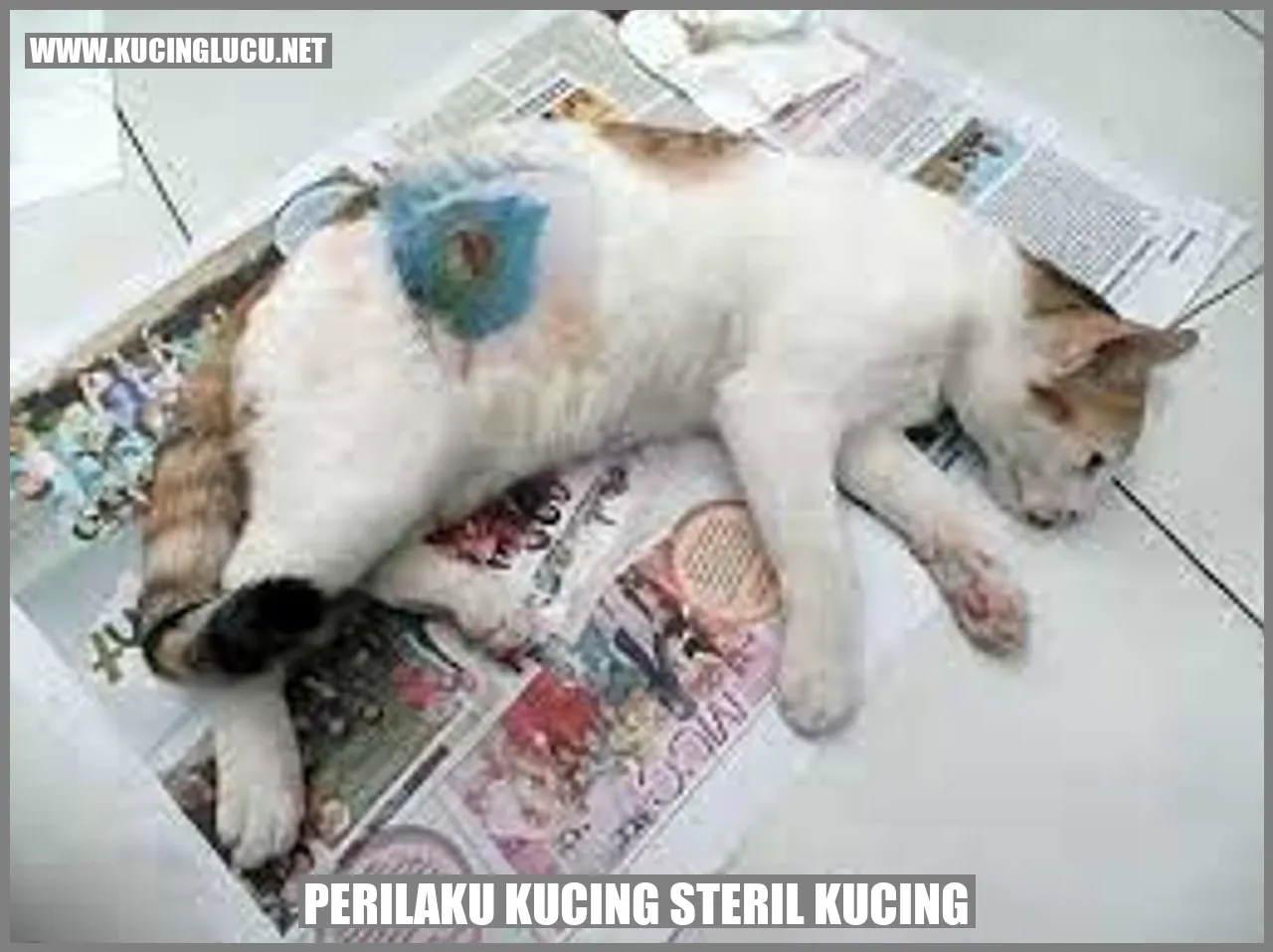 Gambar Kucing Steril