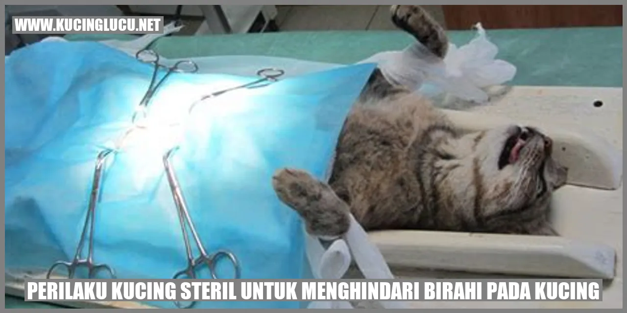 Gambar Kucing Steril