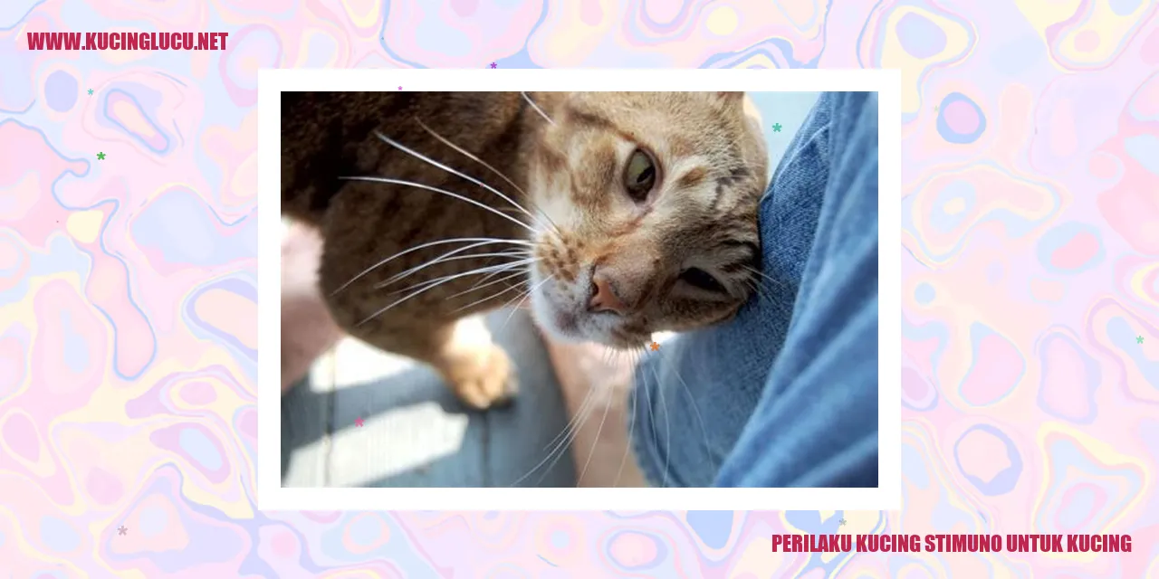 Perilaku Kucing Stimuno untuk Kucing