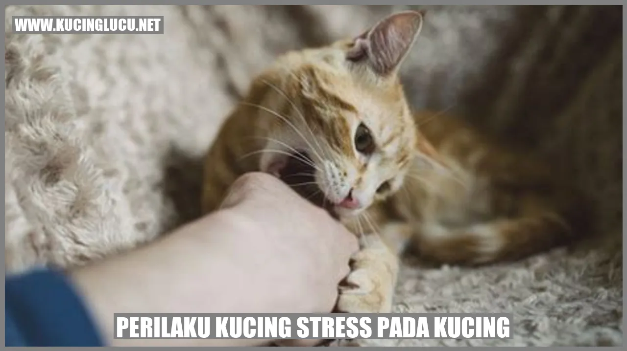 Perilaku Kucing Stress pada Kucing