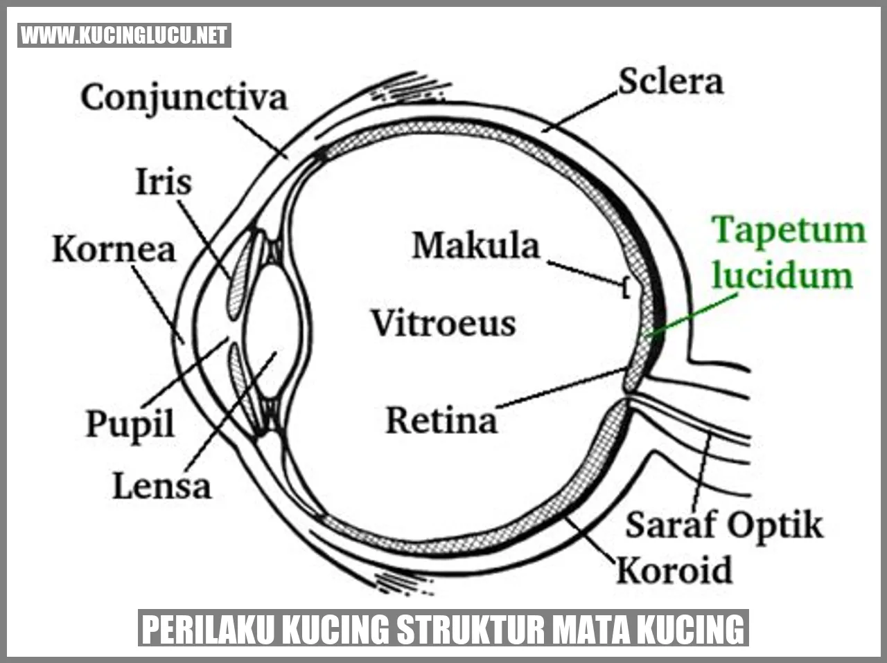 Gambar Kucing