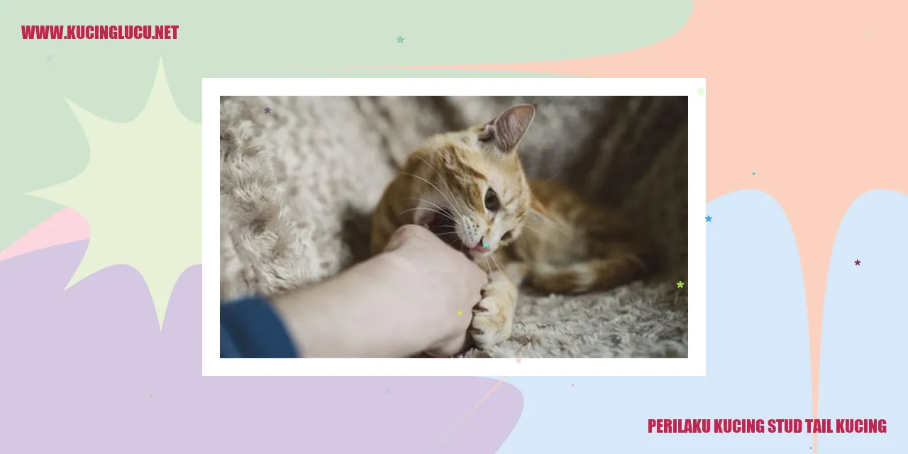 Gambar Kucing Stud Tail