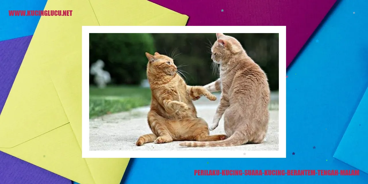 Perilaku Kucing Mengeong saat Berkelahi di Malam Hari