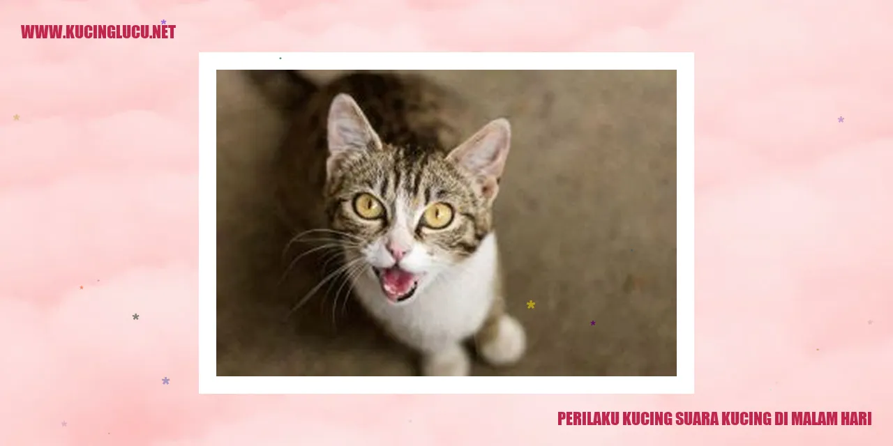 Kucing suara kucing di malam hari