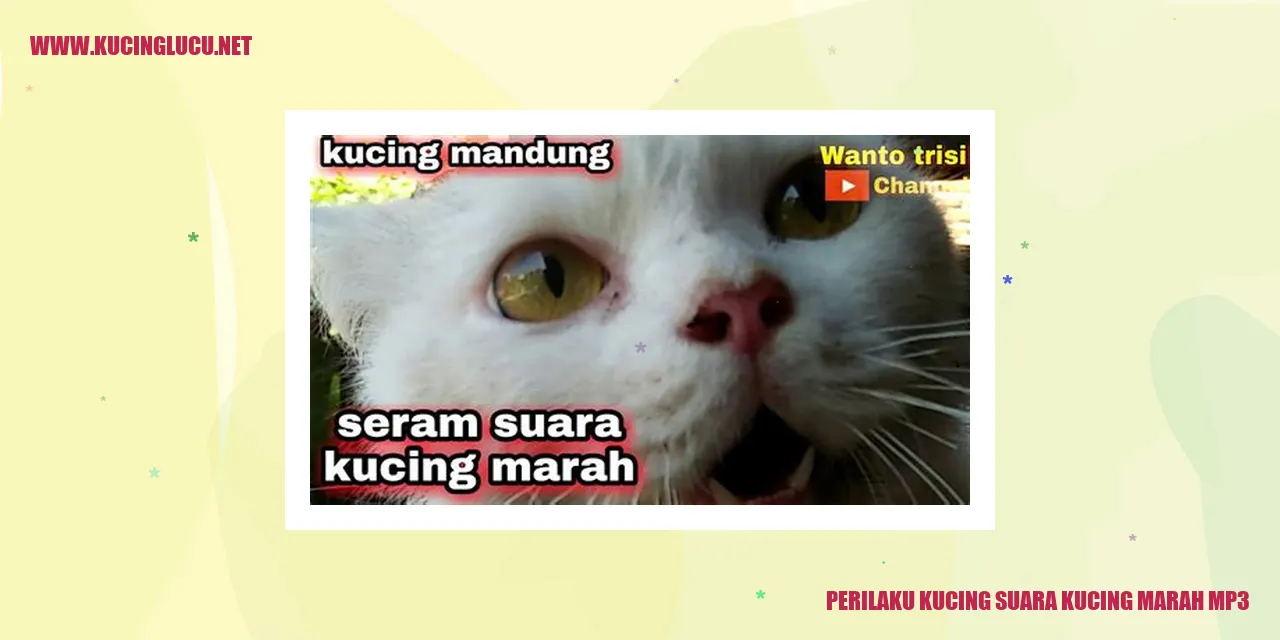 Perilaku Kucing suara kucing marah mp3