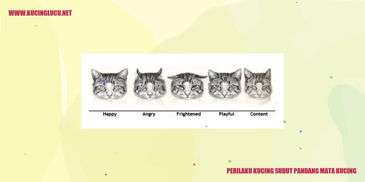 Gambar kucing