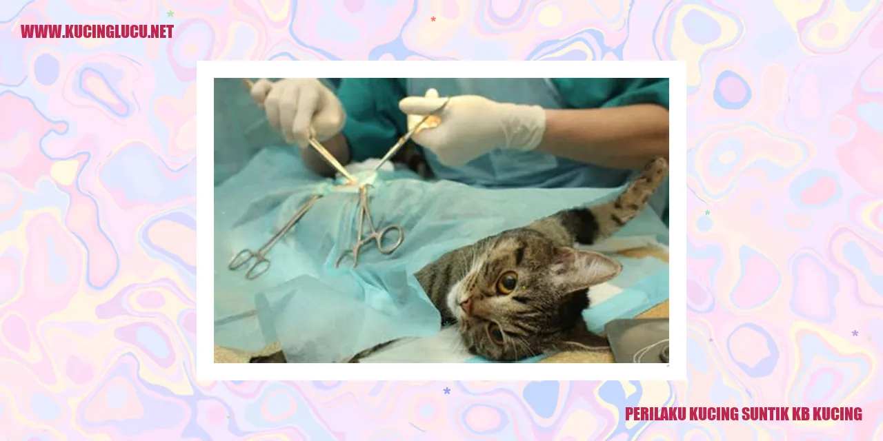 Perilaku Kucing suntik kb kucing
