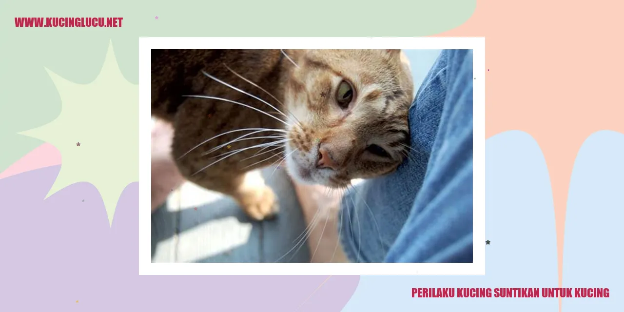 Gambar kucing saat disuntik