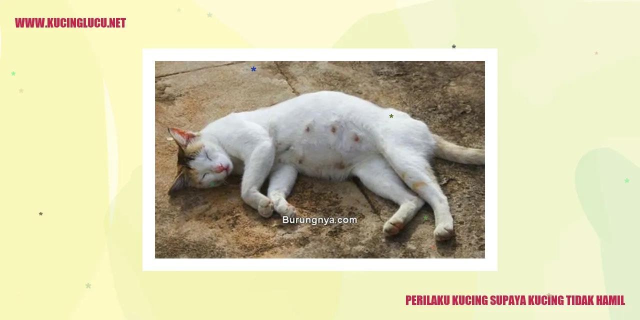 Gambar Kucing