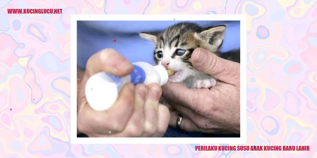 Kucing Susu Anak Kucing Baru Lahir