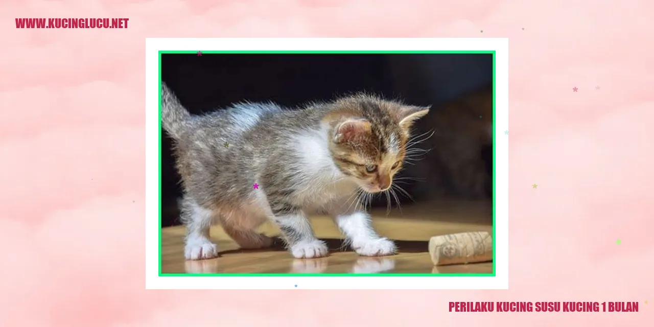 Gambar Kucing Susu Kucing 1 Bulan