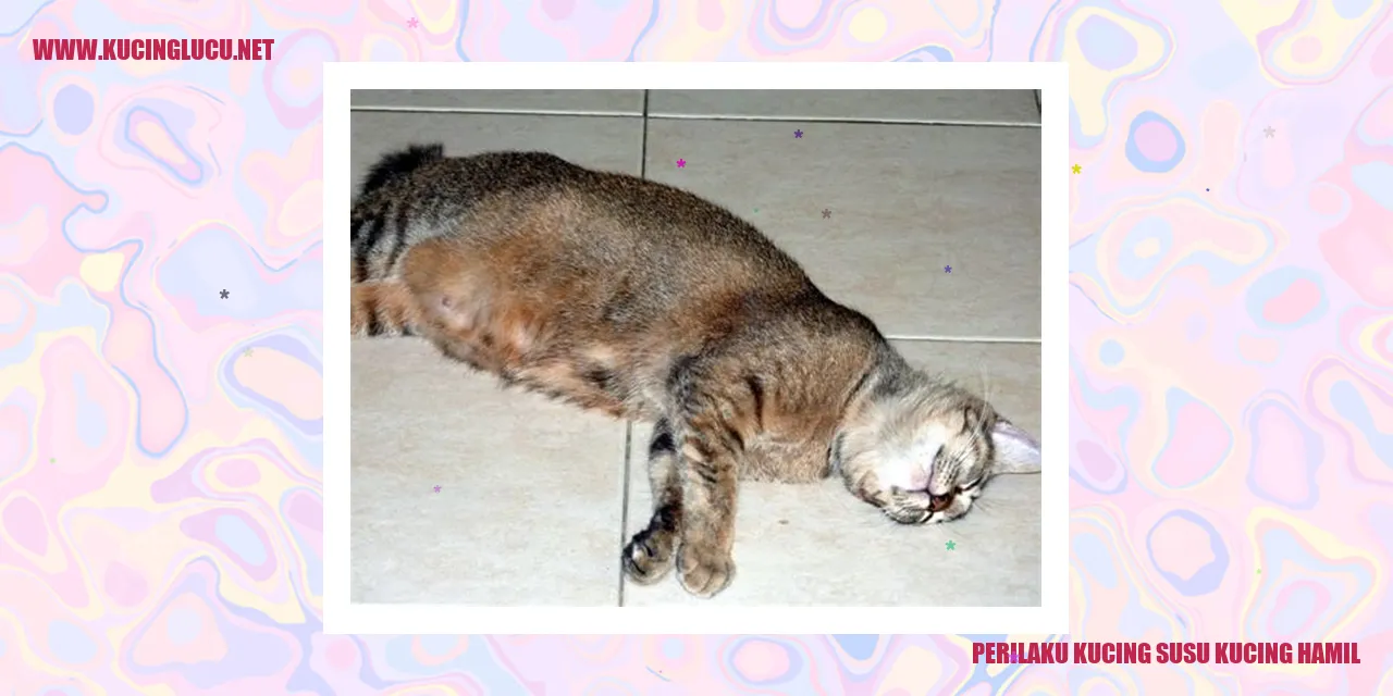 Perilaku Kucing selama kehamilan