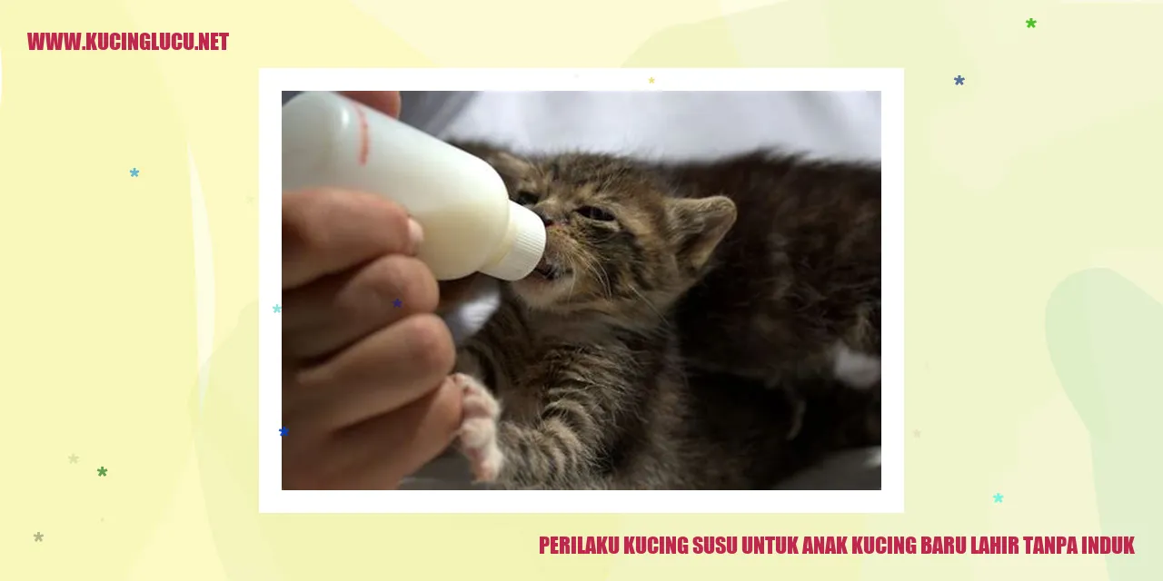 Gambar kucing