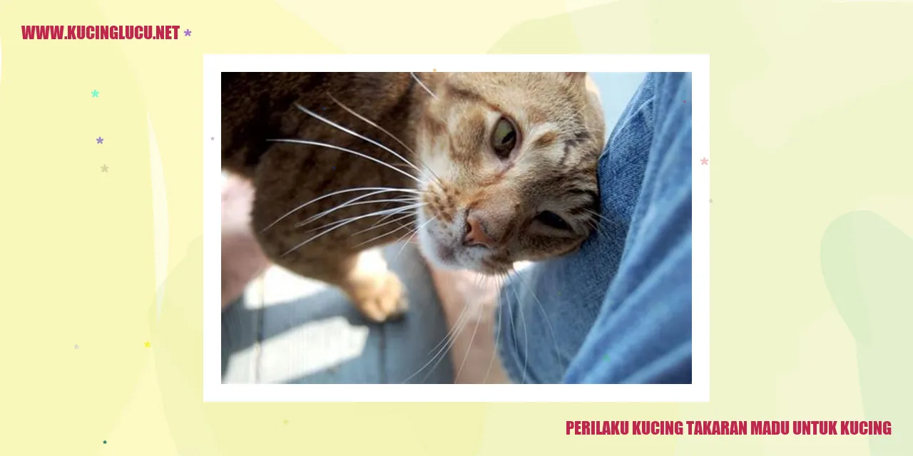 Kucing dengan takaran madu