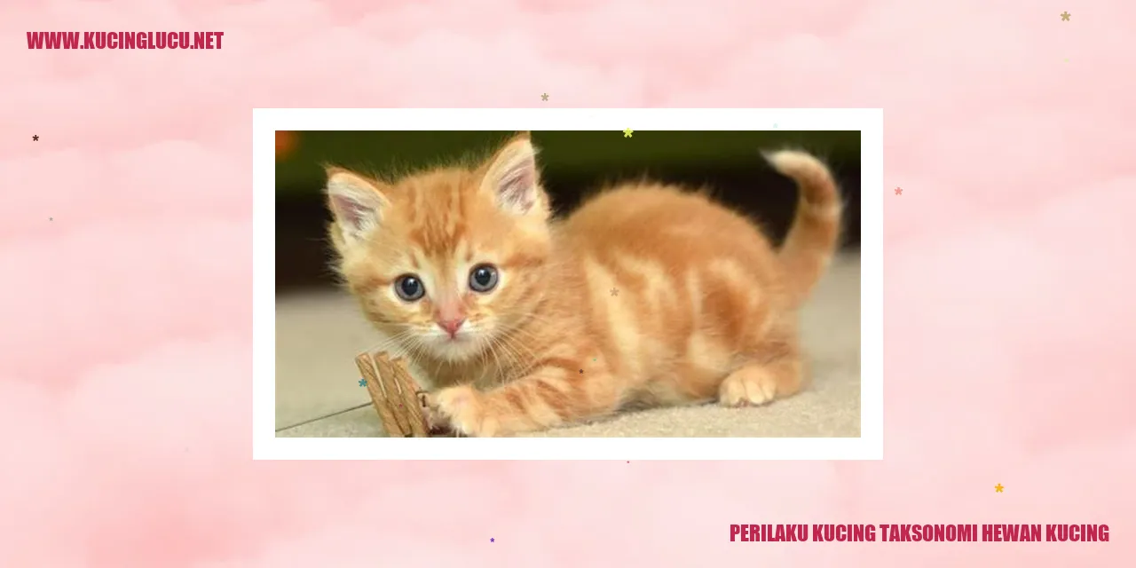 Perilaku Kucing