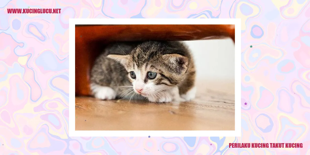 Kucing merasa cemas dengan kehadiran kucing lain