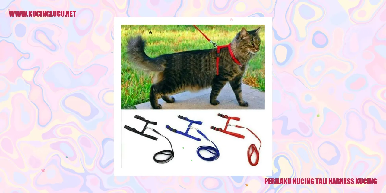 Gambar Kucing dengan Tali Harness