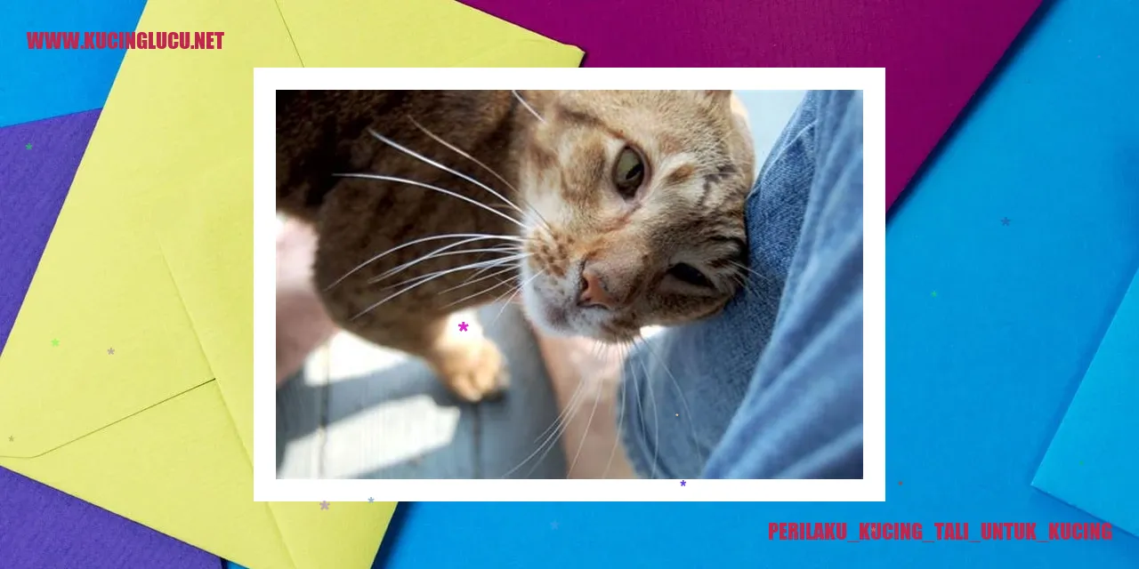 Gambar Kucing Terkait Tali untuk Kucing
