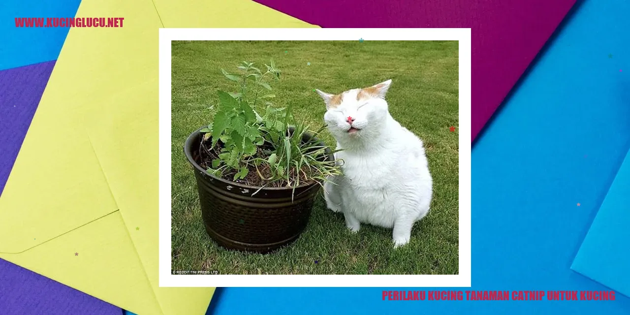 Gambar Kucing dengan Tanaman Catnip