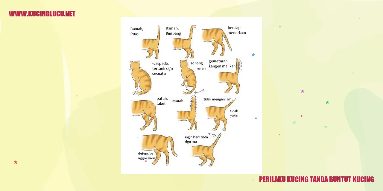 Perilaku Kucing tanda buntut kucing