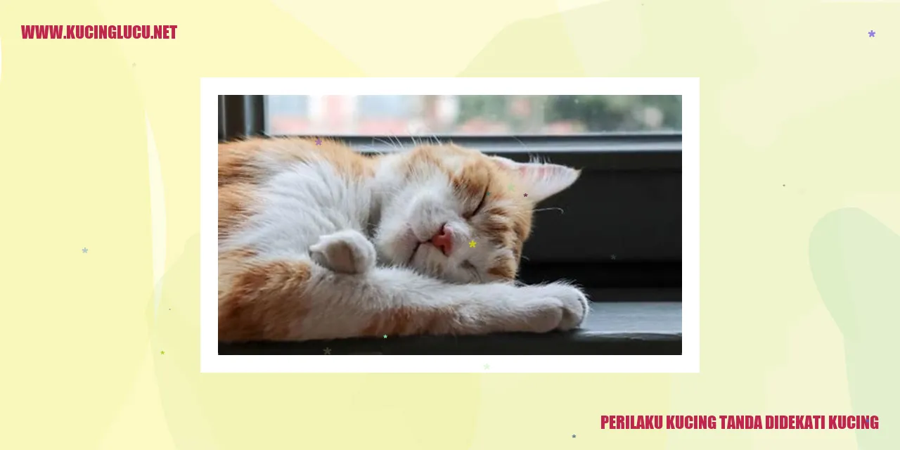 Perilaku Kucing tanda didekati kucing