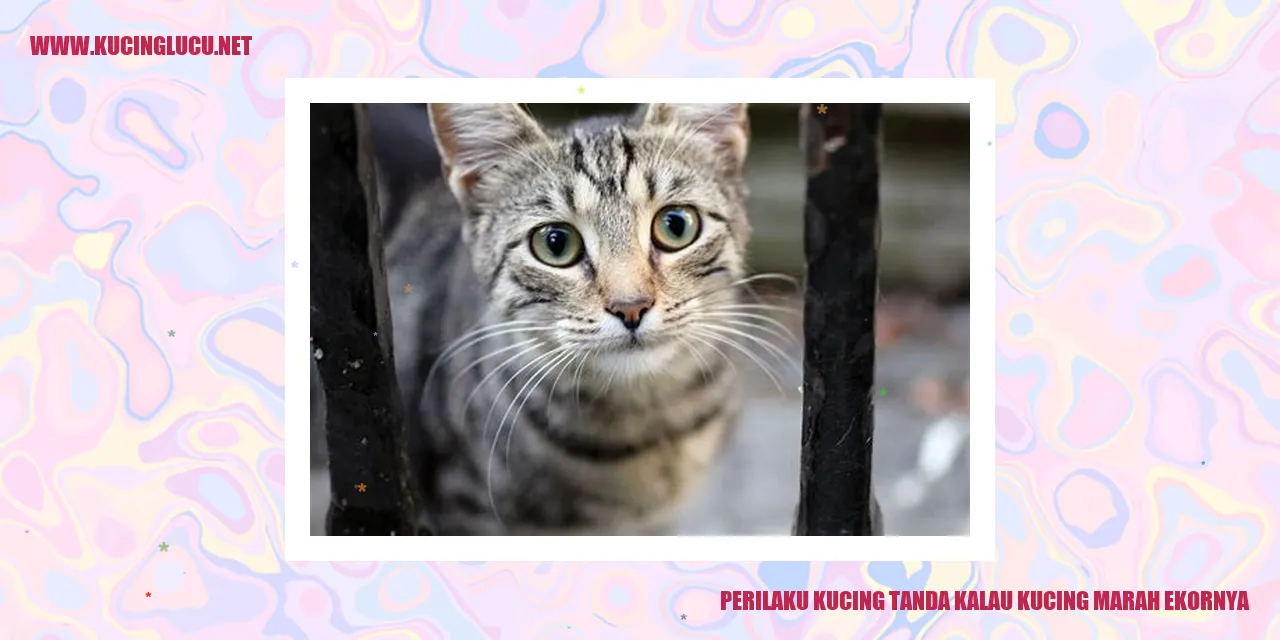 Perilaku Kucing tanda kalau kucing marah ekornya