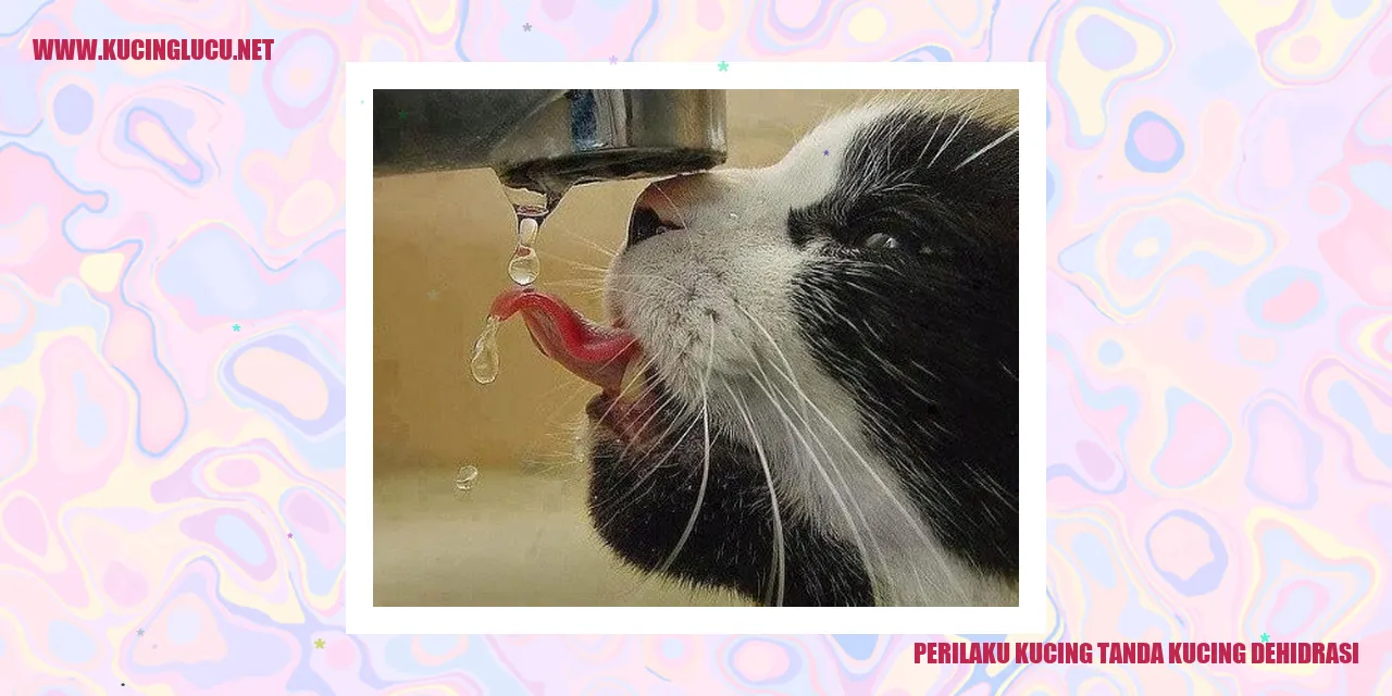 gambar kucing dehidrasi