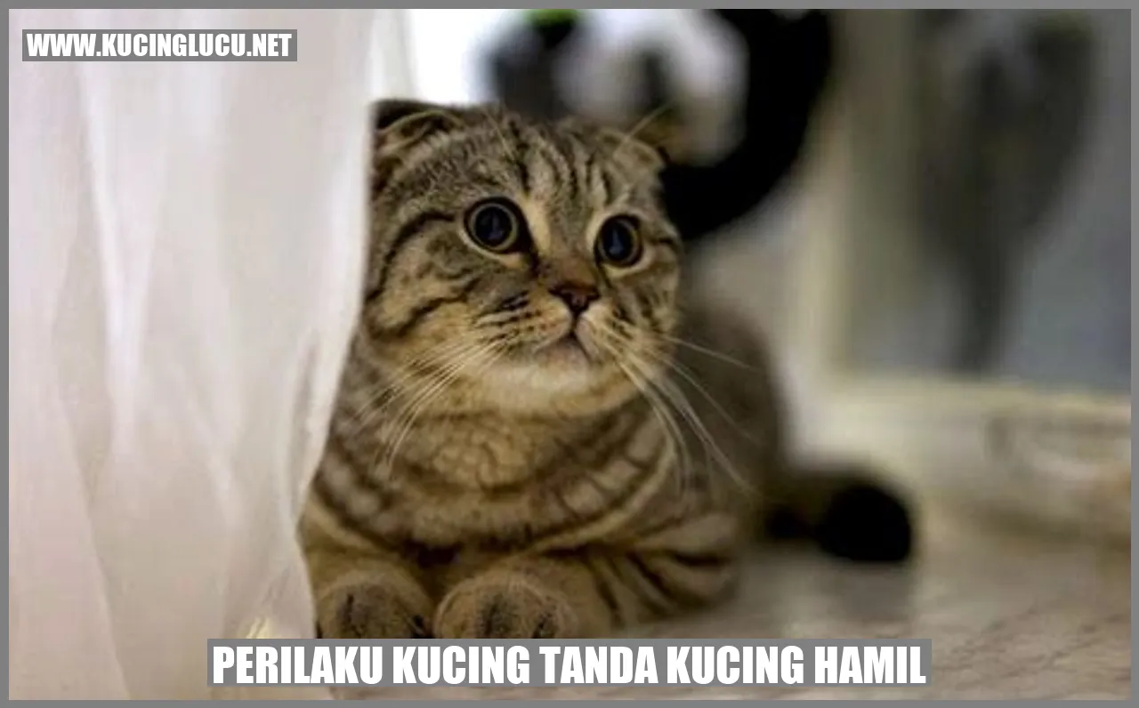 Gambar Kucing Hamil