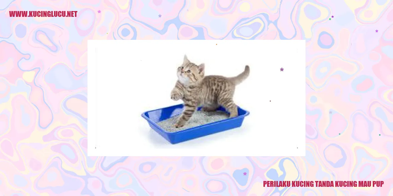 Perilaku Kucing Ketika Ingin Buang Air Besar