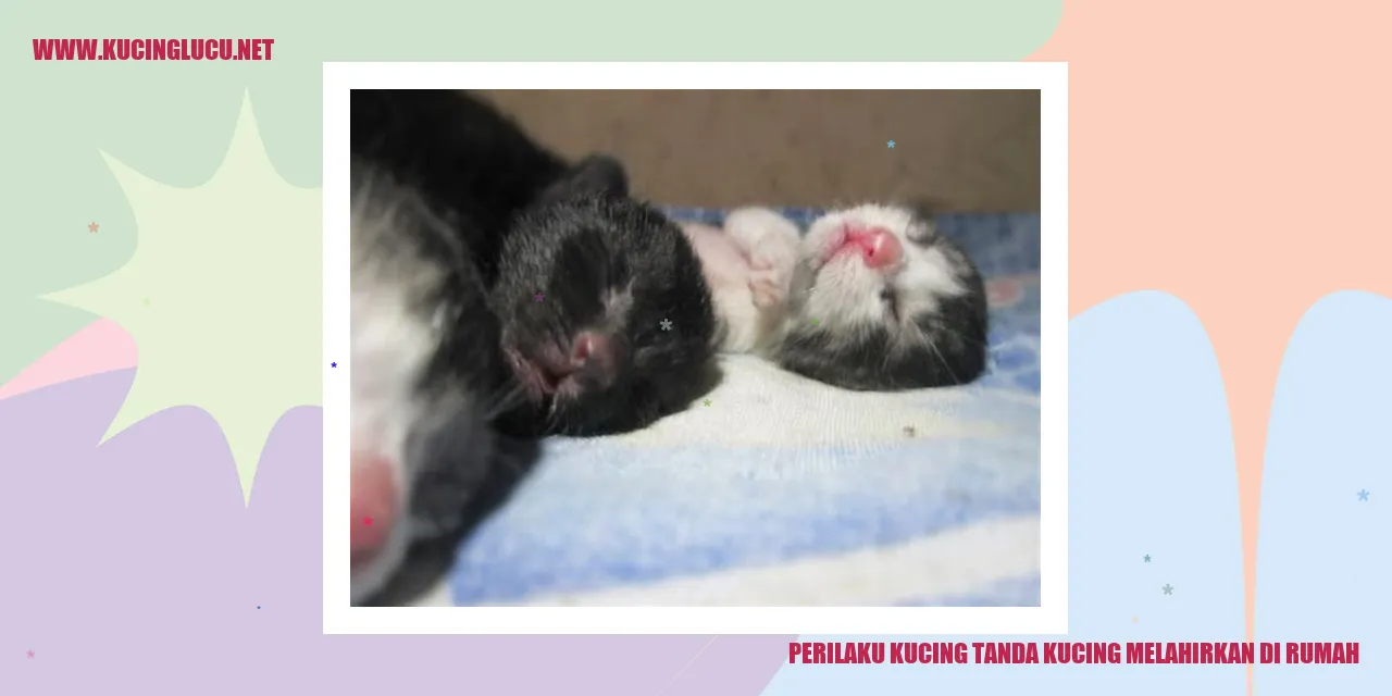Kucing melahirkan