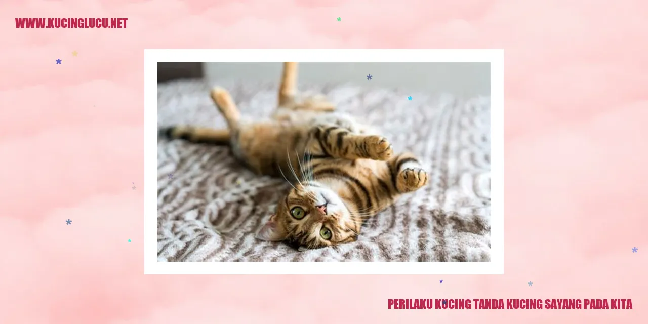 Perilaku Kucing