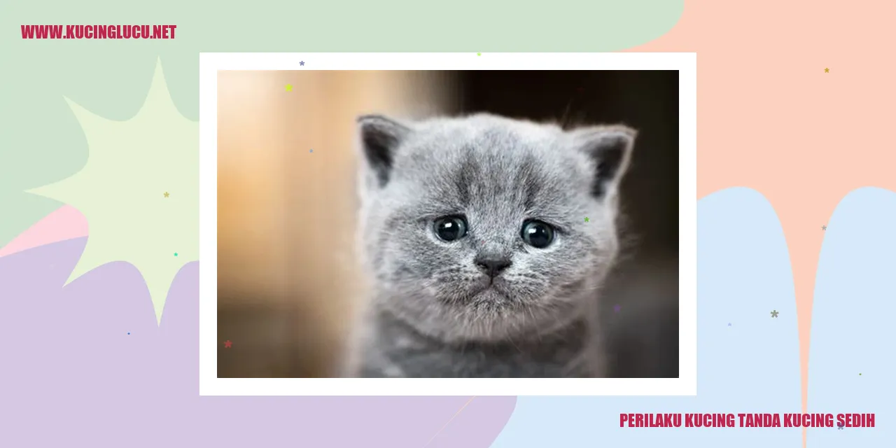 Gambar Kucing Sedih