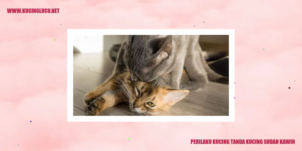 Gambar Kucing Sedang Kawin
