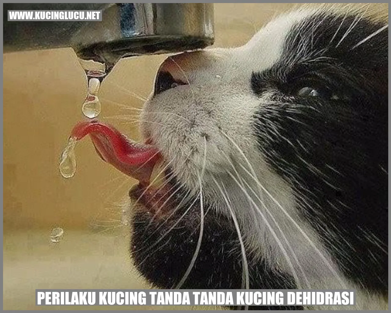 Perilaku Kucing tanda tanda kucing dehidrasi