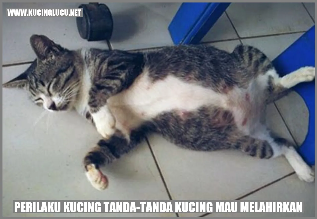 Perilaku Kucing tanda-tanda kucing mau melahirkan