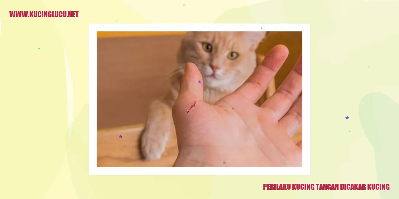 Perilaku Kucing yang Mencakar