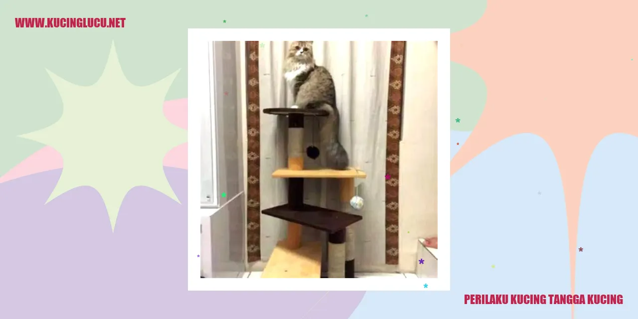 Perilaku Kucing tangga kucing