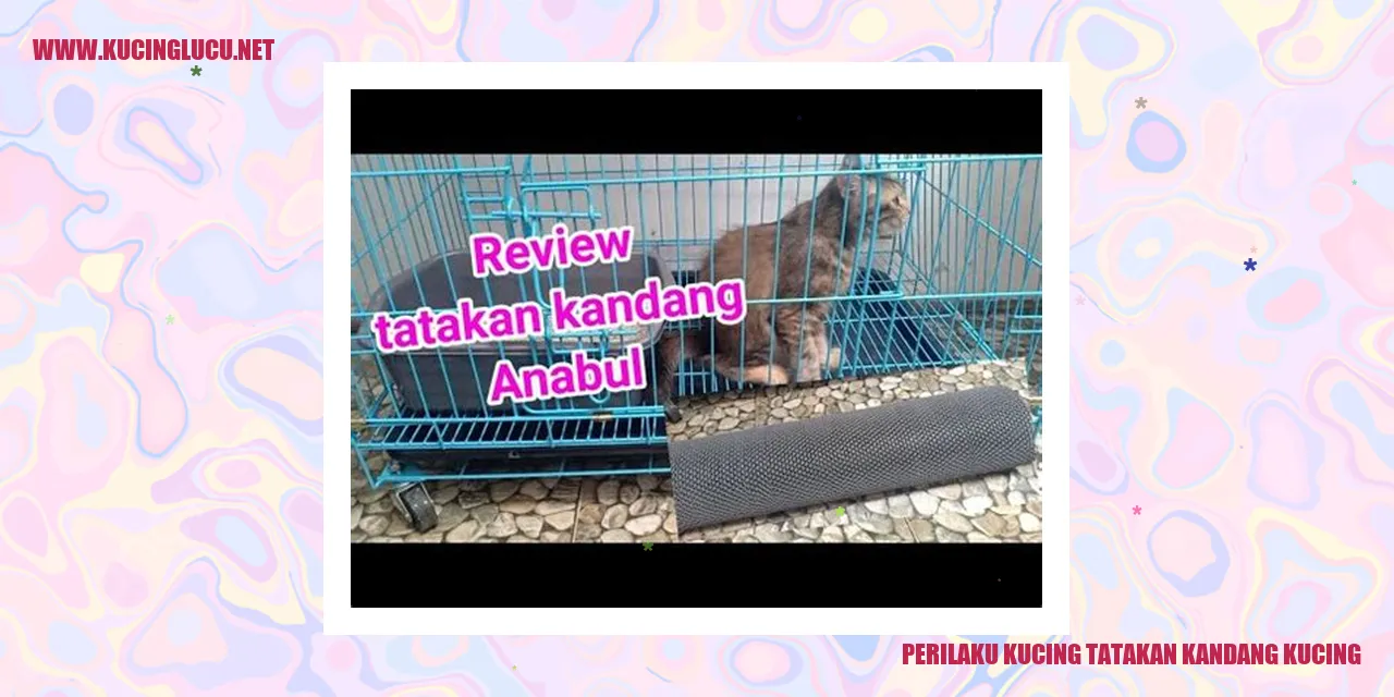 Gambar Kucing di dalam kandang