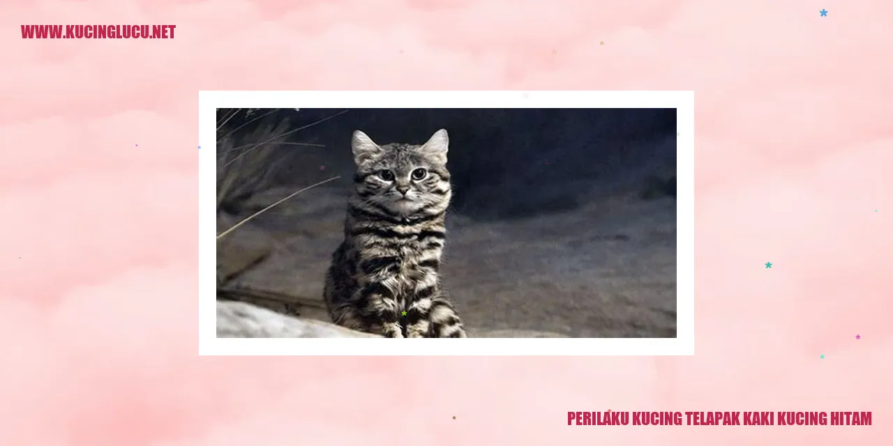 Kucing Hitam dengan Kaki yang Menggoda