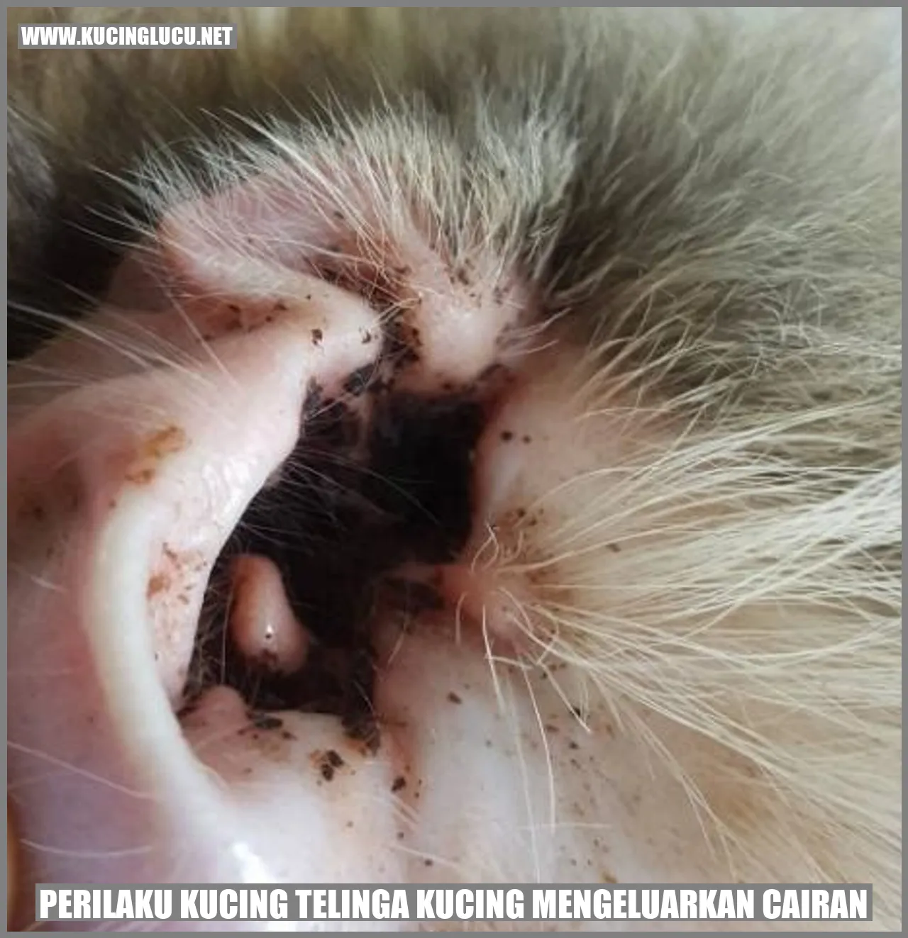 Gambar Kucing