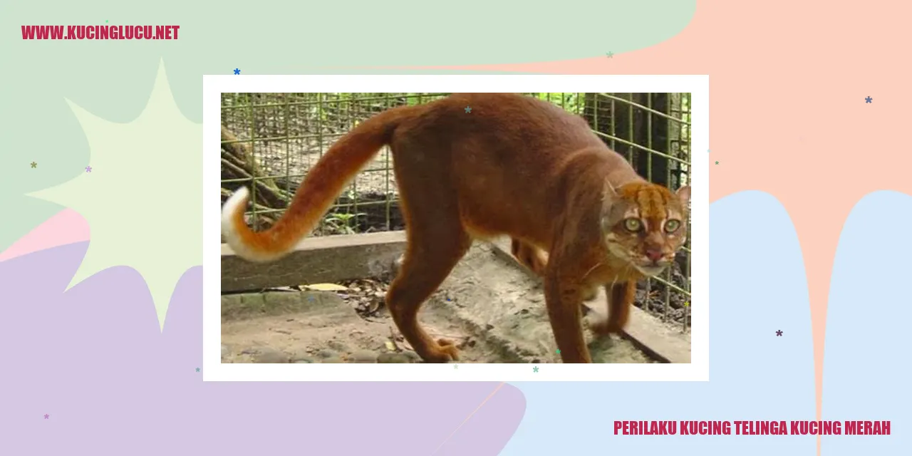 Kucing Telinga Kucing Merah