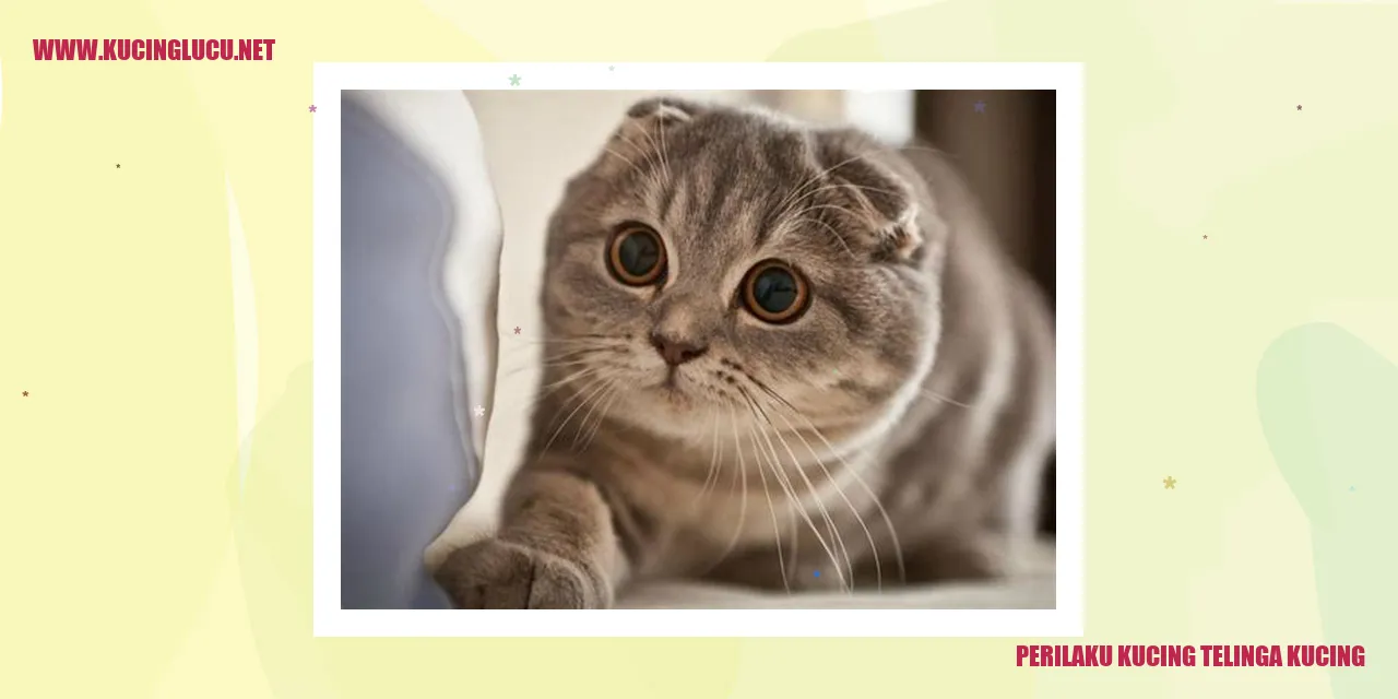 Gambar Kucing Telinga Kucing