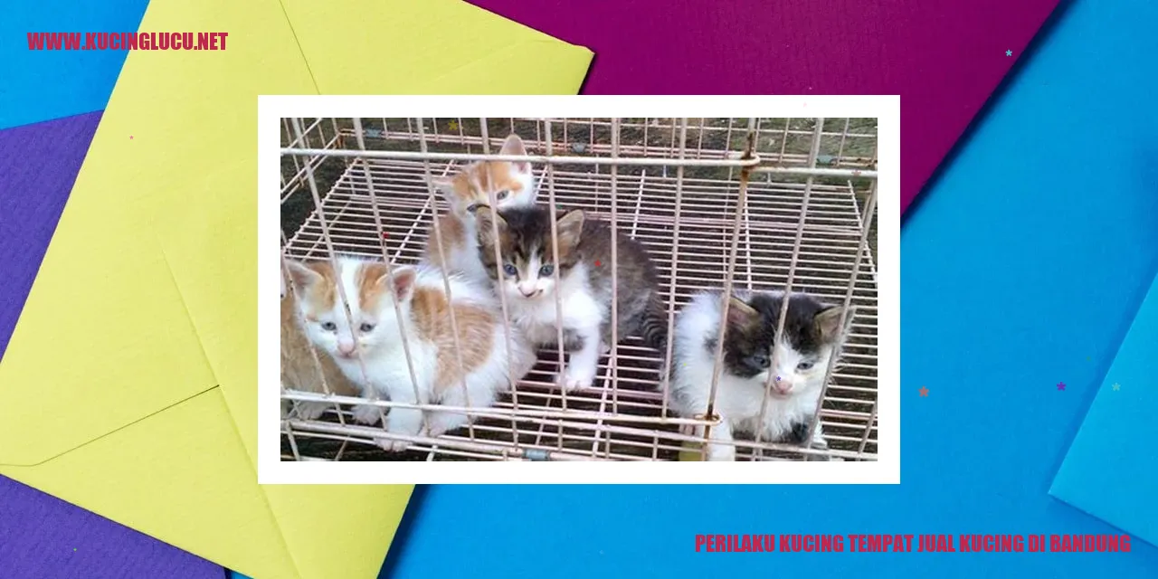 Kucing di Toko Hewan di Bandung