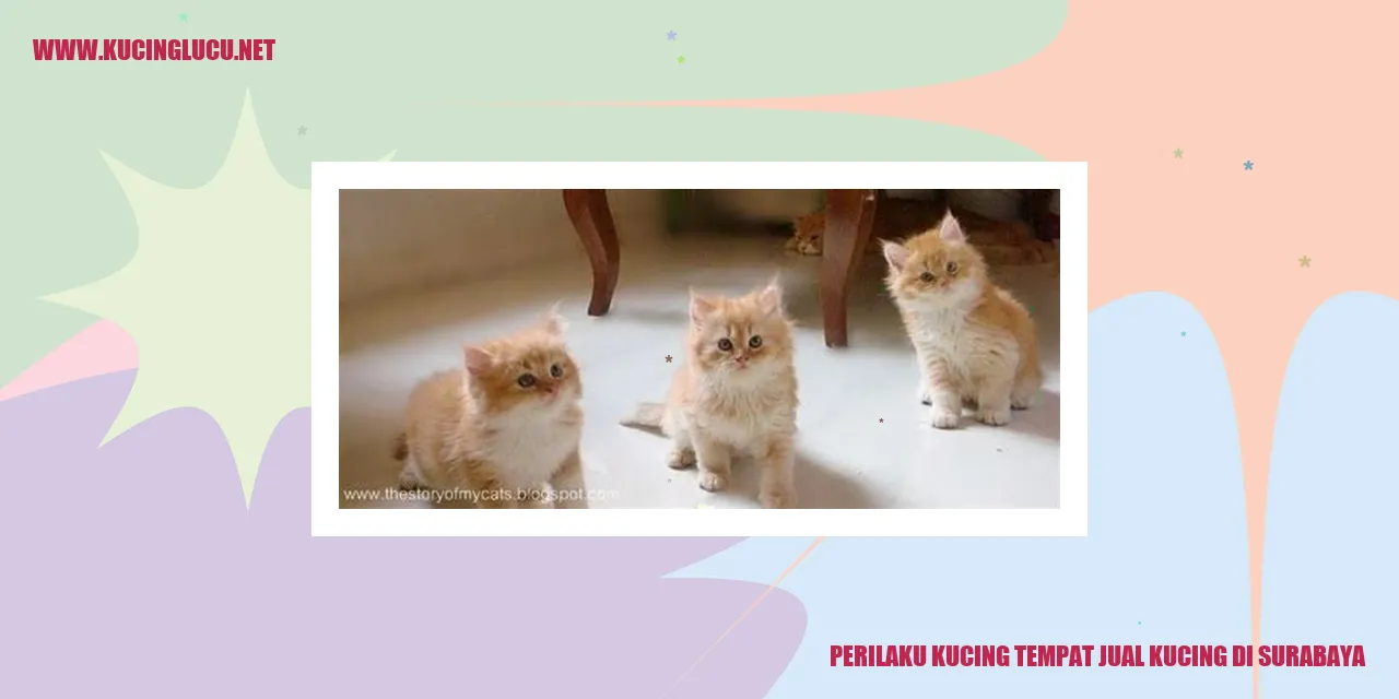 Kucing