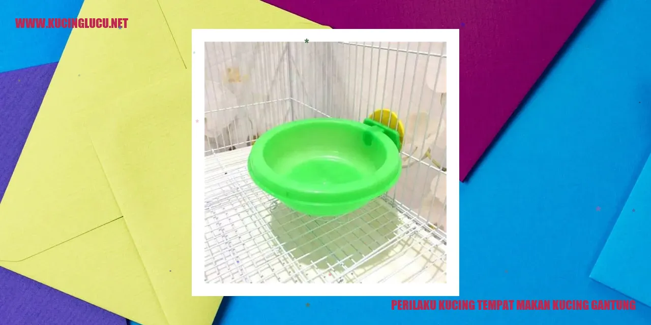 Kucing makan di tempat gantung