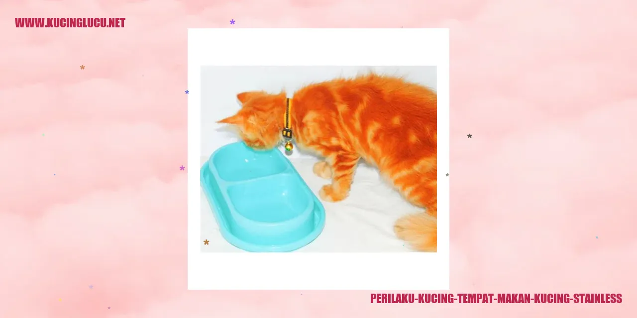 Perilaku Kucing di Tempat Makan Kucing Stainless